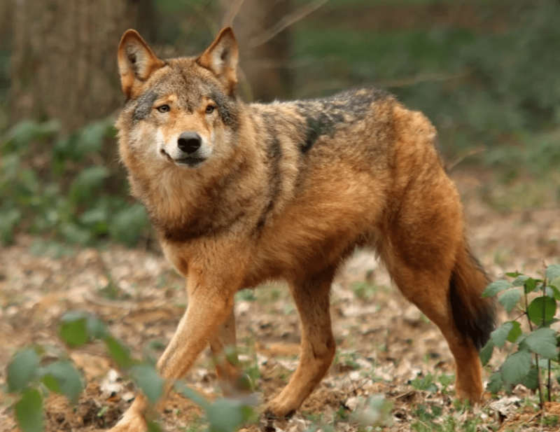 10 самых красивых видов волков в мире2