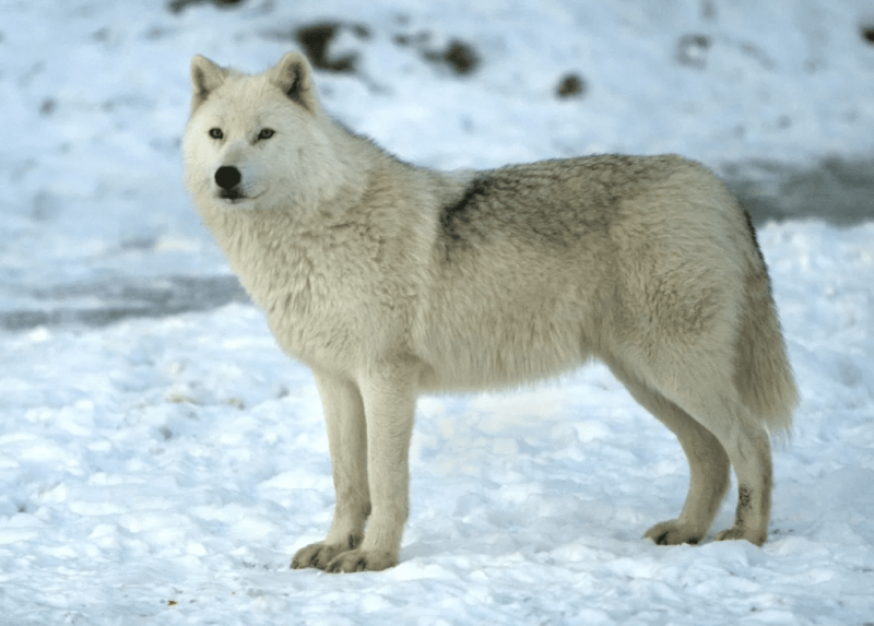 10 самых красивых видов волков в мире8