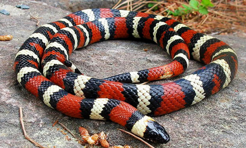 10 самых красивых змей в мире8