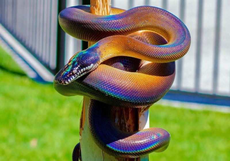 10 самых красивых змей в мире4