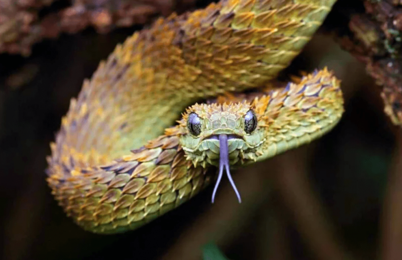 10 самых красивых змей в мире9