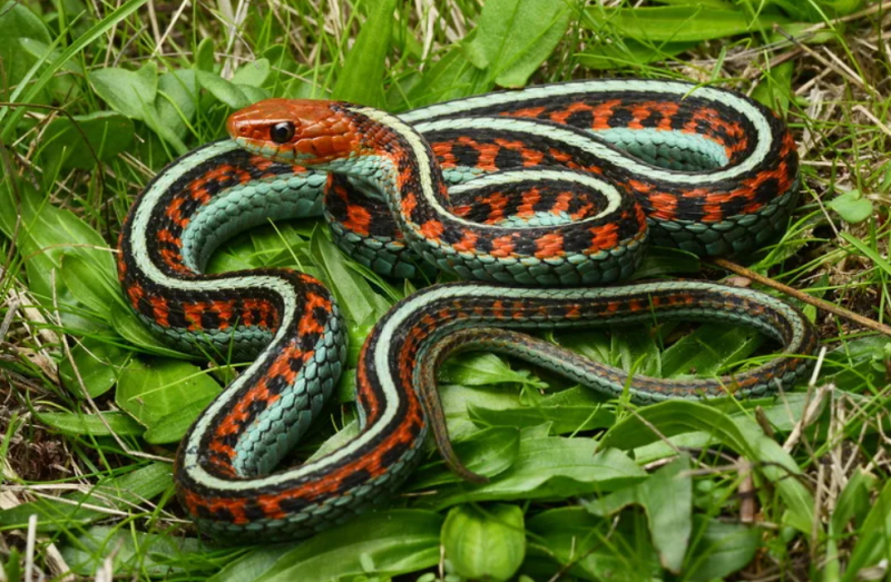 10 самых красивых змей в мире1