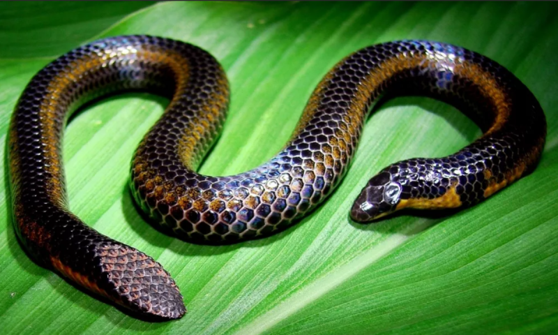 10 самых красивых змей в мире3
