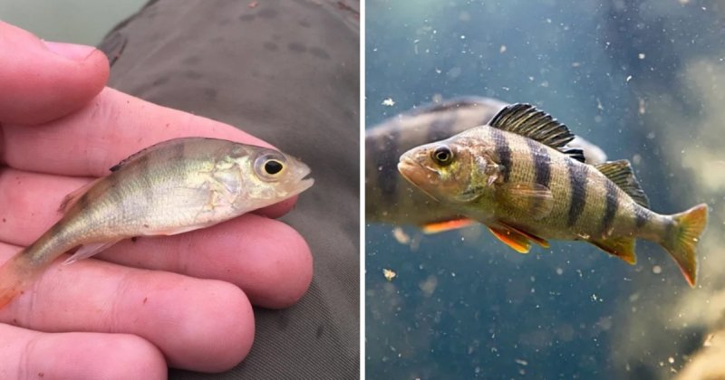 16 фотографий мальков разных видов рыб, которые удивят9