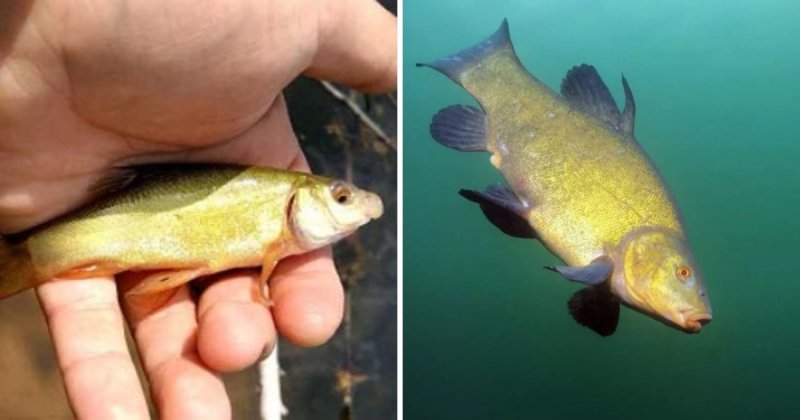 16 фотографий мальков разных видов рыб, которые удивят5
