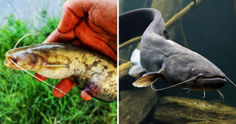 16 фотографий мальков разных видов рыб, которые удивят3