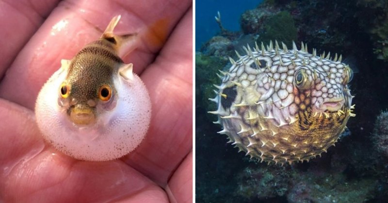 16 фотографий мальков разных видов рыб, которые удивят11