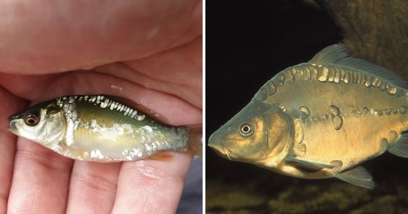 16 фотографий мальков разных видов рыб, которые удивят12