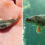 16 фотографий мальков разных видов рыб, которые удивят