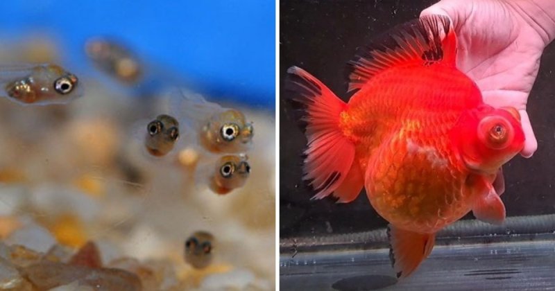 16 фотографий мальков разных видов рыб, которые удивят14