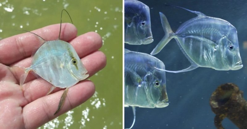 16 фотографий мальков разных видов рыб, которые удивят4