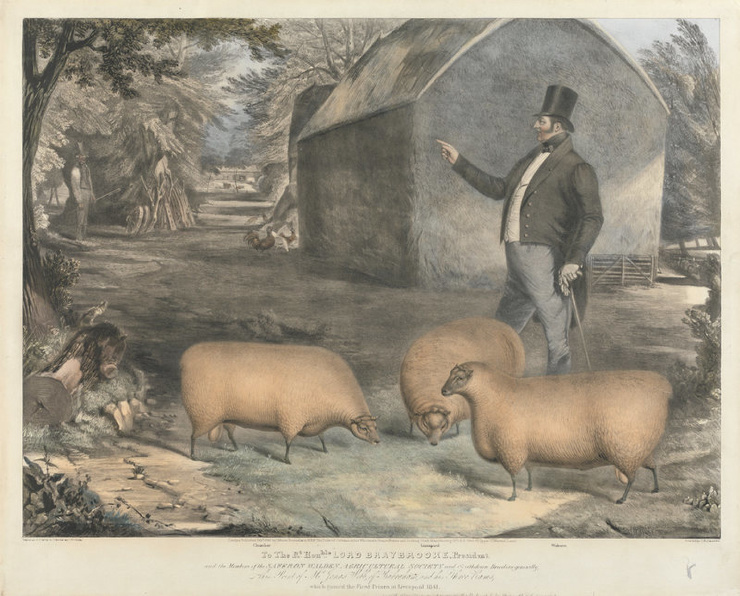 Почему в XIX веке фермеры заказывали парадные портреты своих толстых коров, свиней и овец (8 фото)4