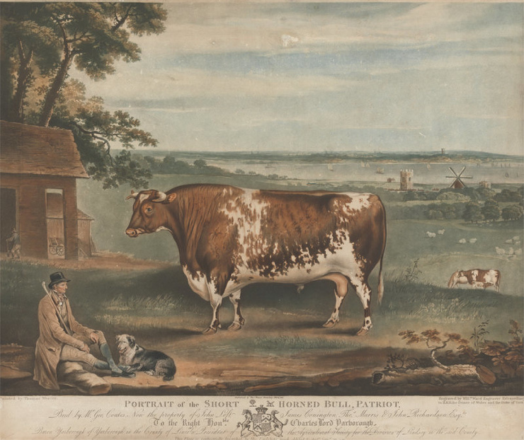 Почему в XIX веке фермеры заказывали парадные портреты своих толстых коров, свиней и овец (8 фото)6