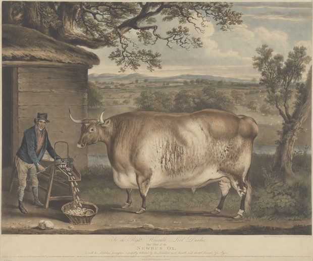 Почему в XIX веке фермеры заказывали парадные портреты своих толстых коров, свиней и овец (8 фото)1