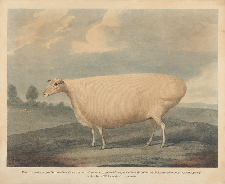 Почему в XIX веке фермеры заказывали парадные портреты своих толстых коров, свиней и овец (8 фото)3
