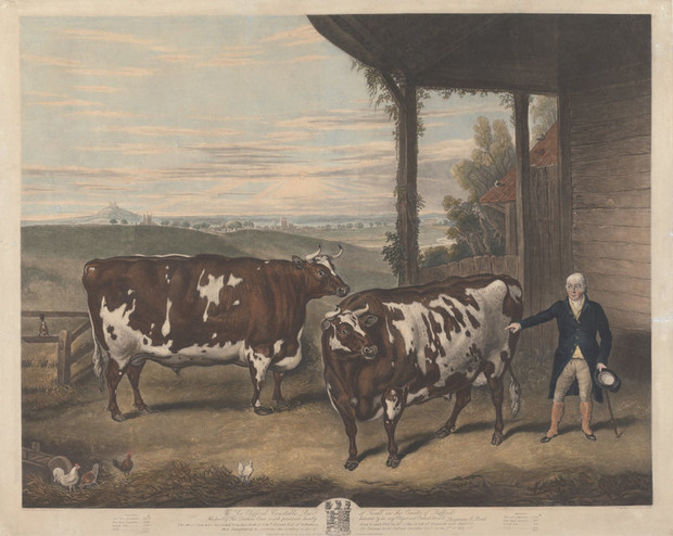 Почему в XIX веке фермеры заказывали парадные портреты своих толстых коров, свиней и овец (8 фото)2